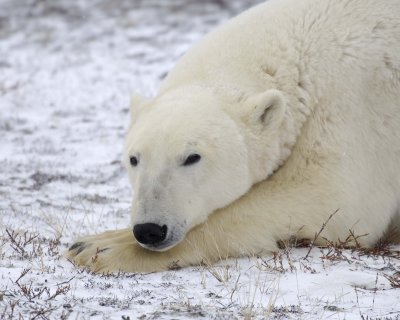Bear, Polar-110307-Churchill Wildlife Mgmt Area, Manitoba, Canada-#1195.jpg