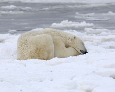 Bear, Polar-110307-Churchill Wildlife Mgmt Area, Manitoba, Canada-#1223.jpg