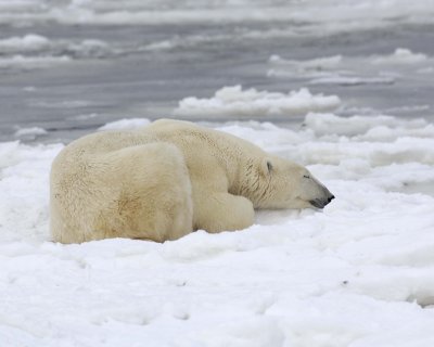 Bear, Polar-110307-Churchill Wildlife Mgmt Area, Manitoba, Canada-#1249.jpg