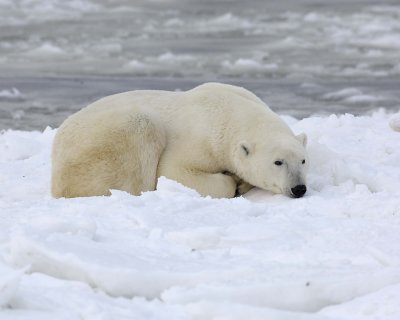 Bear, Polar-110307-Churchill Wildlife Mgmt Area, Manitoba, Canada-#1277.jpg