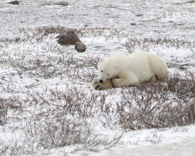 Bear, Polar-110307-Churchill Wildlife Mgmt Area, Manitoba, Canada-#1332.jpg