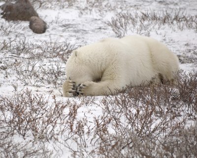 Bear, Polar-110307-Churchill Wildlife Mgmt Area, Manitoba, Canada-#1333.jpg