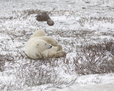 Bear, Polar-110307-Churchill Wildlife Mgmt Area, Manitoba, Canada-#1351.jpg