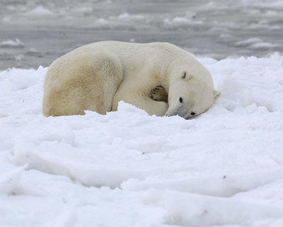 Bear, Polar-110307-Churchill Wildlife Mgmt Area, Manitoba, Canada-#1522.jpg