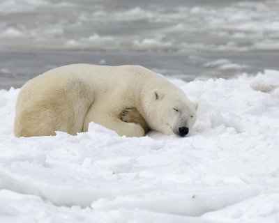 Bear, Polar-110307-Churchill Wildlife Mgmt Area, Manitoba, Canada-#1547.jpg