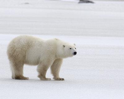 Bear, Polar-110307-Churchill Wildlife Mgmt Area, Manitoba, Canada-#1588.jpg