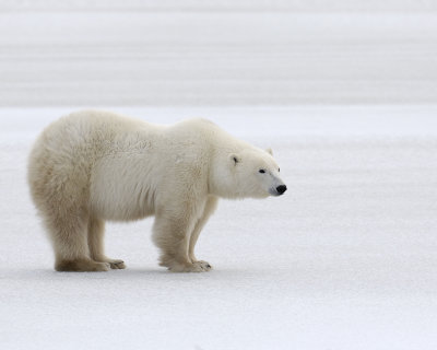 Bear, Polar-110307-Churchill Wildlife Mgmt Area, Manitoba, Canada-#1599.jpg