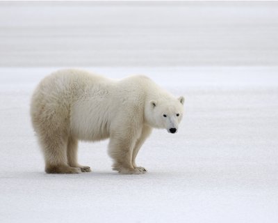 Bear, Polar-110307-Churchill Wildlife Mgmt Area, Manitoba, Canada-#1605.jpg