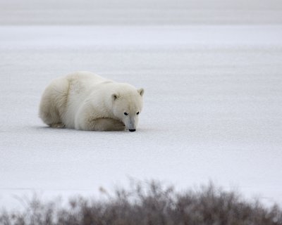 Bear, Polar-110307-Churchill Wildlife Mgmt Area, Manitoba, Canada-#1622.jpg