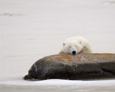 Bear, Polar-110307-Churchill Wildlife Mgmt Area, Manitoba, Canada-#1640.jpg