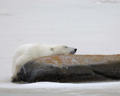 Bear, Polar-110307-Churchill Wildlife Mgmt Area, Manitoba, Canada-#1658.jpg