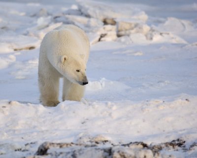 Bear, Polar-110407-Churchill Wildlife Mgmt Area, Manitoba, Canada-#0027.jpg