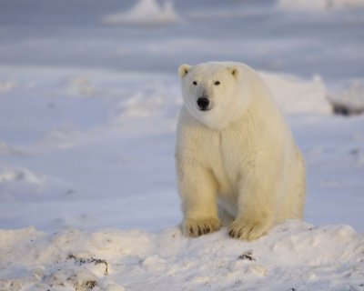Bear, Polar-110407-Churchill Wildlife Mgmt Area, Manitoba, Canada-#0035.jpg
