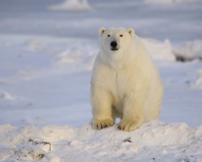 Bear, Polar-110407-Churchill Wildlife Mgmt Area, Manitoba, Canada-#0037.jpg