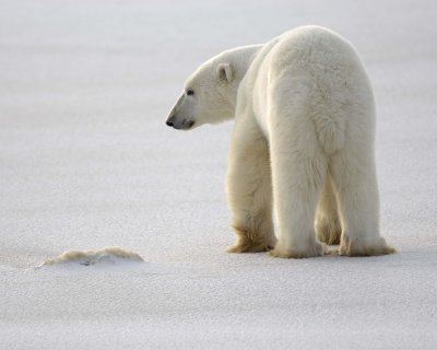 Bear, Polar-110407-Churchill Wildlife Mgmt Area, Manitoba, Canada-#0127.jpg