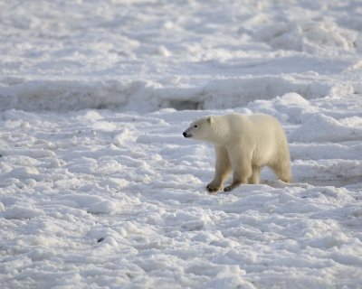 Bear, Polar-110407-Churchill Wildlife Mgmt Area, Manitoba, Canada-#0321.jpg