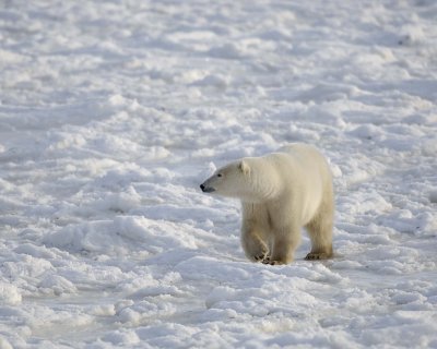 Bear, Polar-110407-Churchill Wildlife Mgmt Area, Manitoba, Canada-#0330.jpg