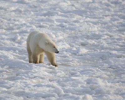 Bear, Polar-110407-Churchill Wildlife Mgmt Area, Manitoba, Canada-#0331.jpg