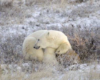 Bear, Polar-110407-Churchill Wildlife Mgmt Area, Manitoba, Canada-#0807.jpg