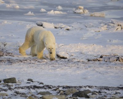 Bear, Polar-110407-Churchill Wildlife Mgmt Area, Manitoba, Canada-#0818.jpg