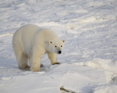 Bear, Polar-110407-Churchill Wildlife Mgmt Area, Manitoba, Canada-#0846.jpg