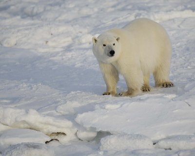 Bear, Polar-110407-Churchill Wildlife Mgmt Area, Manitoba, Canada-#0848.jpg