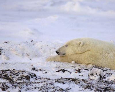 Bear, Polar-110407-Churchill Wildlife Mgmt Area, Manitoba, Canada-#1047.jpg