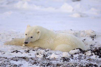 Bear, Polar-110407-Churchill Wildlife Mgmt Area, Manitoba, Canada-#1085.jpg