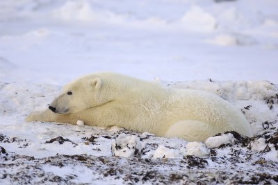 Bear, Polar-110407-Churchill Wildlife Mgmt Area, Manitoba, Canada-#1092.jpg