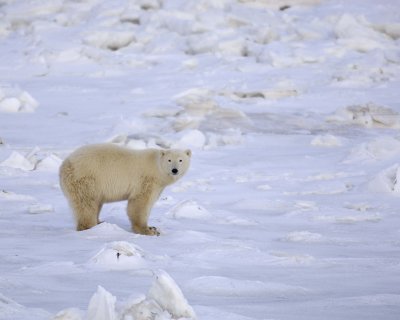 Bear, Polar-110507-Churchill Wildlife Mgmt Area, Manitoba, Canada-#0015.jpg