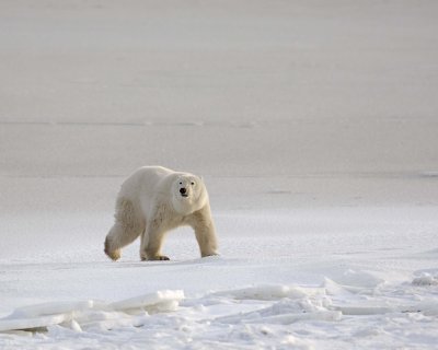 Bear, Polar-110507-Churchill Wildlife Mgmt Area, Manitoba, Canada-#0032.jpg