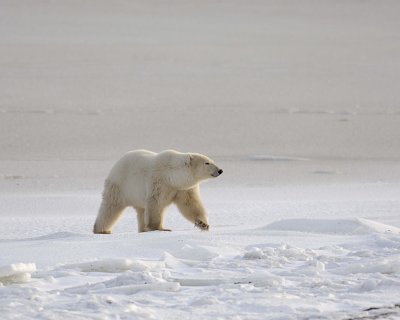 Bear, Polar-110507-Churchill Wildlife Mgmt Area, Manitoba, Canada-#0033.jpg