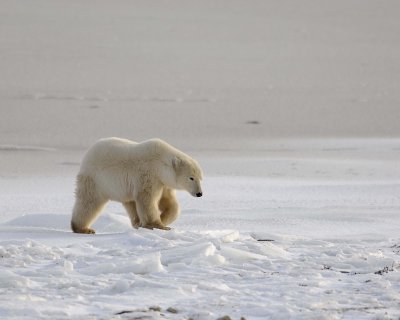 Bear, Polar-110507-Churchill Wildlife Mgmt Area, Manitoba, Canada-#0035.jpg