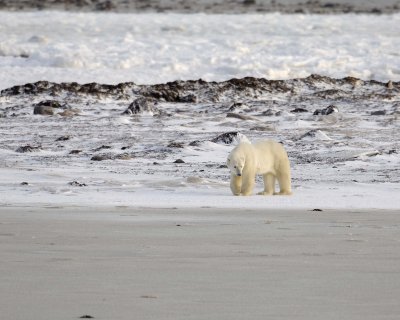 Bear, Polar-110507-Churchill Wildlife Mgmt Area, Manitoba, Canada-#0043.jpg