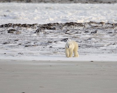 Bear, Polar-110507-Churchill Wildlife Mgmt Area, Manitoba, Canada-#0046.jpg