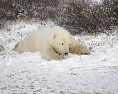 Bear, Polar-110507-Churchill Wildlife Mgmt Area, Manitoba, Canada-#0080.jpg