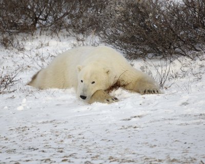 Bear, Polar-110507-Churchill Wildlife Mgmt Area, Manitoba, Canada-#0083.jpg