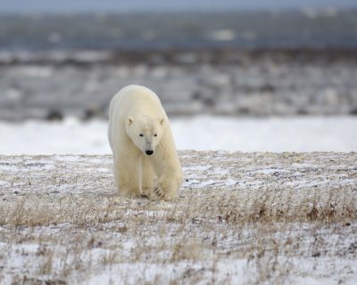 Bear, Polar-110507-Churchill Wildlife Mgmt Area, Manitoba, Canada-#0108.jpg