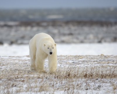 Bear, Polar-110507-Churchill Wildlife Mgmt Area, Manitoba, Canada-#0112.jpg