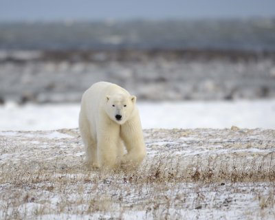 Bear, Polar-110507-Churchill Wildlife Mgmt Area, Manitoba, Canada-#0113.jpg