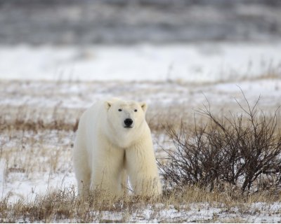 Bear, Polar-110507-Churchill Wildlife Mgmt Area, Manitoba, Canada-#0126.jpg
