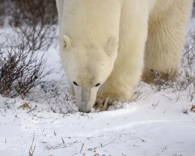 Bear, Polar-110507-Churchill Wildlife Mgmt Area, Manitoba, Canada-#0135.jpg