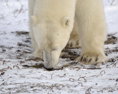 Bear, Polar-110507-Churchill Wildlife Mgmt Area, Manitoba, Canada-#0136.jpg