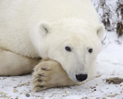 Bear, Polar-110507-Churchill Wildlife Mgmt Area, Manitoba, Canada-#0365.jpg