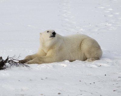 Bear, Polar-110507-Churchill Wildlife Mgmt Area, Manitoba, Canada-#0531.jpg
