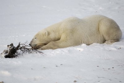 Bear, Polar-110507-Churchill Wildlife Mgmt Area, Manitoba, Canada-#0541.jpg