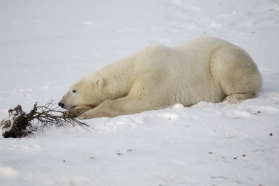 Bear, Polar-110507-Churchill Wildlife Mgmt Area, Manitoba, Canada-#0545.jpg