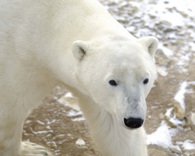 Bear, Polar-110507-Churchill Wildlife Mgmt Area, Manitoba, Canada-#0554.jpg