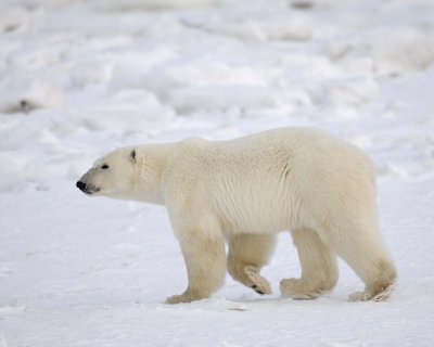 Bear, Polar-110607-Churchill Wildlife Mgmt Area, Manitoba, Canada-#0219.jpg