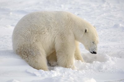 Bear, Polar-110607-Churchill Wildlife Mgmt Area, Manitoba, Canada-#0256.jpg